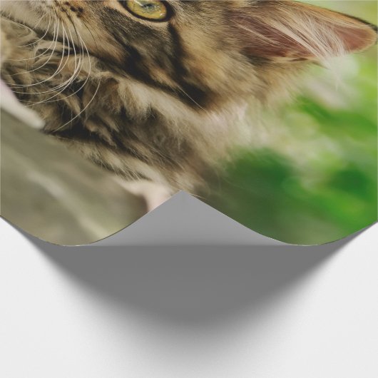 Cute Portrait Maine Coon Cat Kitten in een tuin - Cadeaupapier (Hoek)