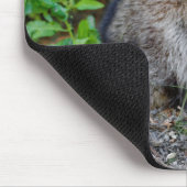 Cute Posing North American Raccoon Muismat (Hoek)