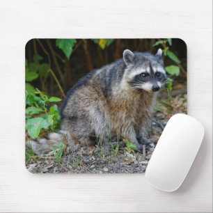 Cute Posing North American Raccoon Muismat