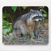 Cute Posing North American Raccoon Muismat (Voorkant)
