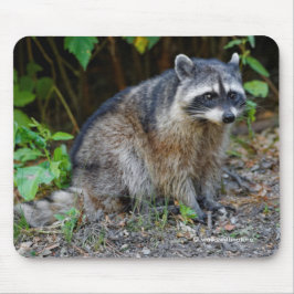 Cute Posing North American Raccoon Muismat
