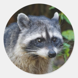 Cute Posing North American Raccoon Ronde Sticker