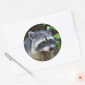 Cute Posing North American Raccoon Ronde Sticker (Envelop)