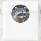 Cute Posing North American Raccoon Ronde Sticker (Tas)