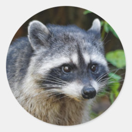 Cute Posing North American Raccoon Ronde Sticker