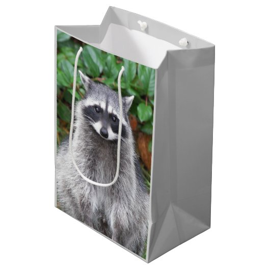 Cute Posing Raccoon Wildlife Foto Medium Cadeauzakje (Voorkant Gekanteld)