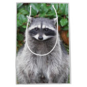 Cute Posing Raccoon Wildlife Foto Medium Cadeauzakje (Voorkant)