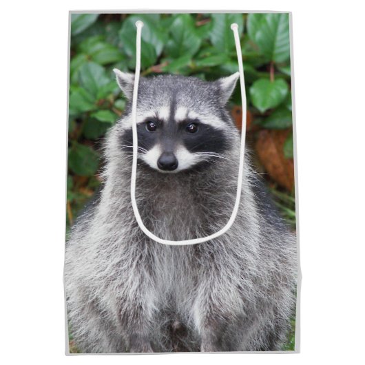 Cute Posing Raccoon Wildlife Foto Medium Cadeauzakje (Achterkant)