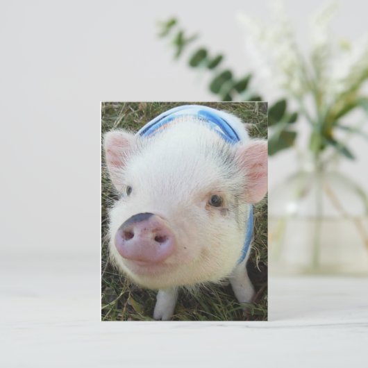 Cute Pot Belly Pig Briefkaart (Staand voorkant)
