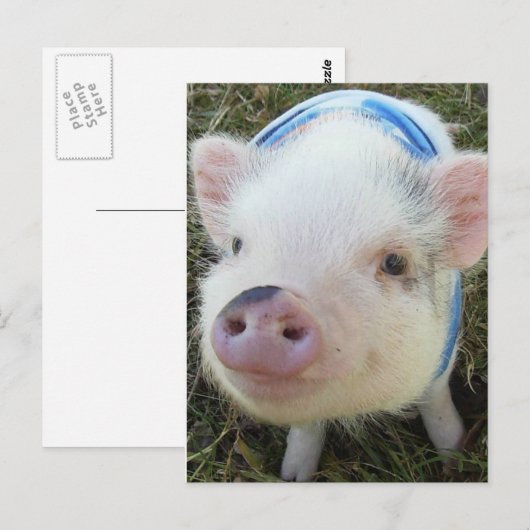 Cute Pot Belly Pig Briefkaart (Voorkant / Achterkant)