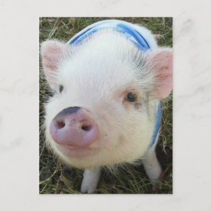 Cute Pot Belly Pig Briefkaart