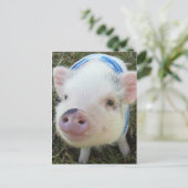 Cute Pot Belly Pig Briefkaart (Staand voorkant)