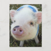 Cute Pot Belly Pig Briefkaart (Voorkant)