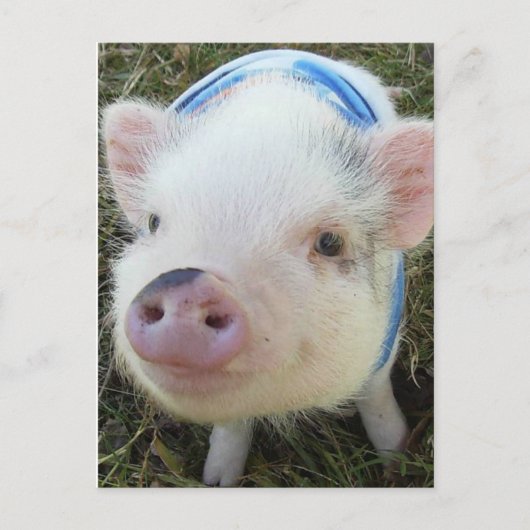Cute Pot Belly Pig Briefkaart (Voorkant)