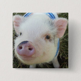 Cute Pot Belly Pig Vierkante Button 5,1 Cm