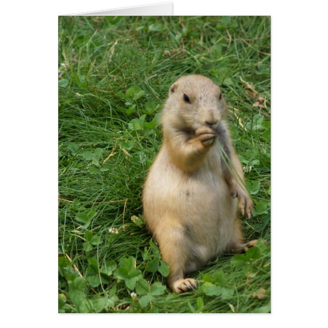 Cute Prairie Dog Standing and Eating (Voorkant)