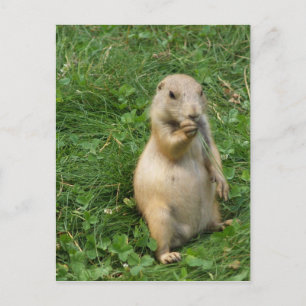 Cute Prairie Dog Standing and Eating Briefkaart