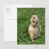 Cute Prairie Dog Standing and Eating Briefkaart (Voorkant / Achterkant)