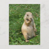 Cute Prairie Dog Standing and Eating Briefkaart (Voorkant)