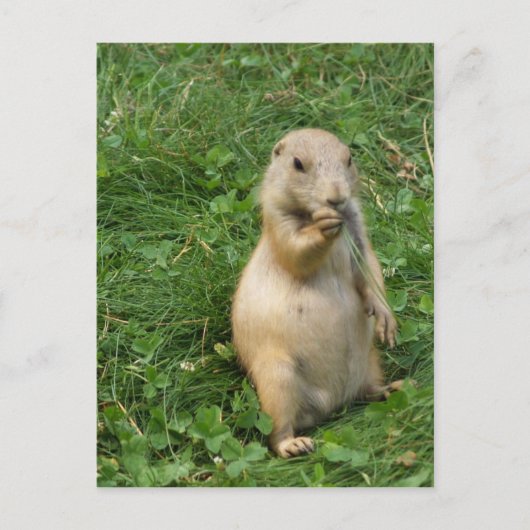 Cute Prairie Dog Standing and Eating Briefkaart (Voorkant)