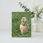 Cute Prairie Dog Standing and Eating Briefkaart (Staand voorkant)