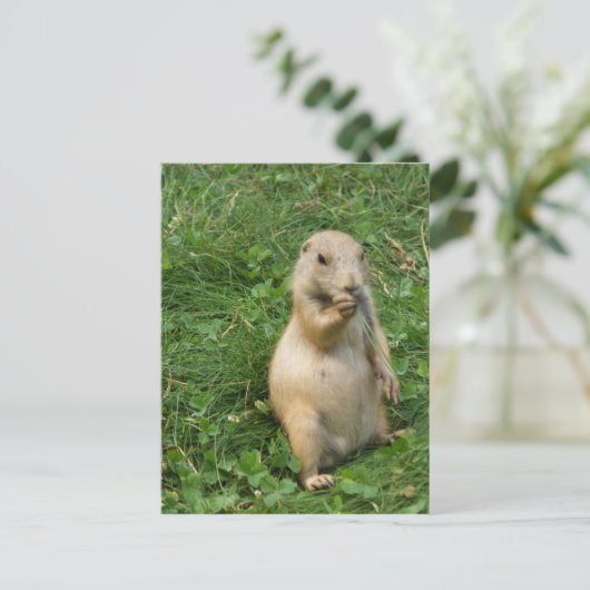Cute Prairie Dog Standing and Eating Briefkaart (Staand voorkant)