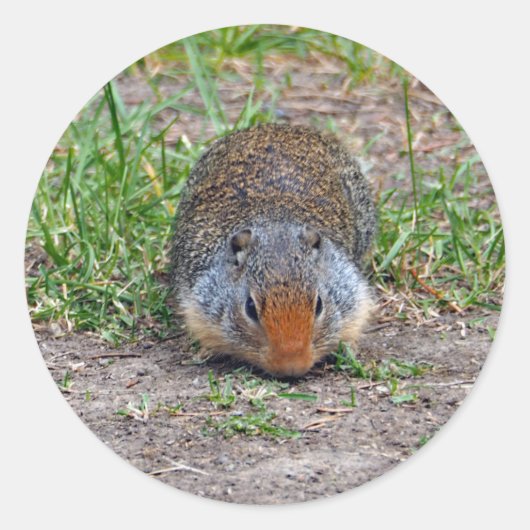 Cute Prairie Dog Wildlife Foto Ronde Sticker (Voorkant)