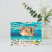 Cute Puffer Fish in the Ocean Peaceful Underwater  Briefkaart (Staand voorkant)