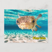 Cute Puffer Fish in the Ocean Peaceful Underwater  Briefkaart (Voorkant)