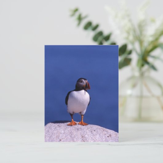 Cute Puffin Briefkaart (Staand voorkant)