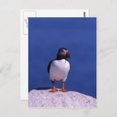 Cute Puffin Briefkaart (Voorkant / Achterkant)
