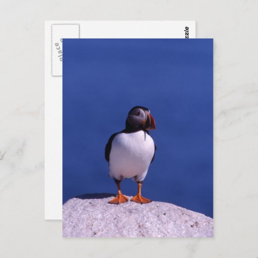 Cute Puffin Briefkaart (Voorkant / Achterkant)