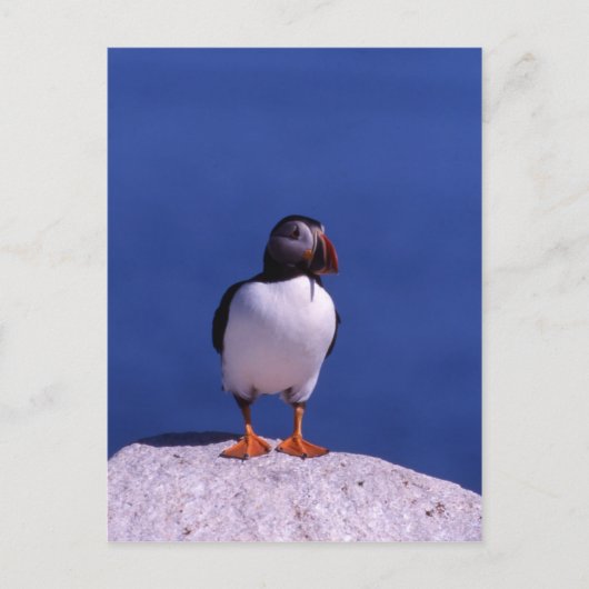 Cute Puffin Briefkaart (Voorkant)