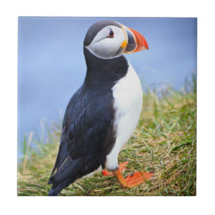 Cute Puffin Tegeltje