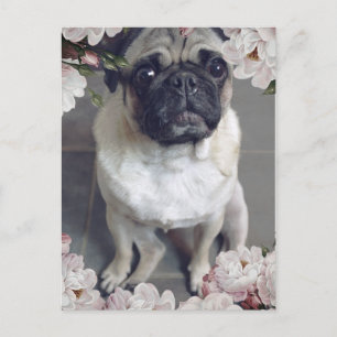 Cute Pug Briefkaart