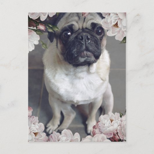 Cute Pug Briefkaart (Voorkant)