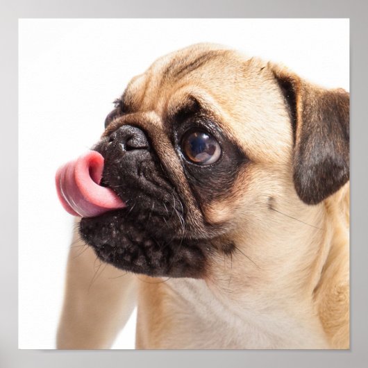 Cute Pug Close-up small poster (Voorkant)