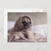 Cute Pug Dog Briefkaart (Voorkant / Achterkant)