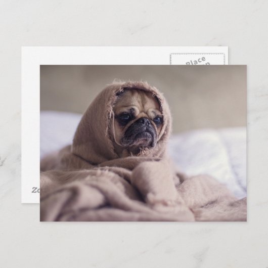 Cute Pug Dog Briefkaart (Voorkant / Achterkant)
