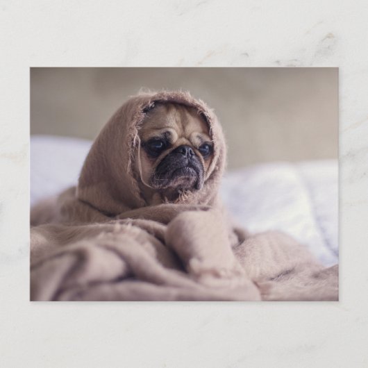 Cute Pug Dog Briefkaart (Voorkant)