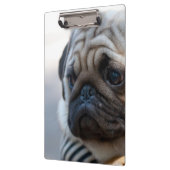Cute Pug Face Closeup Klembord (Links)