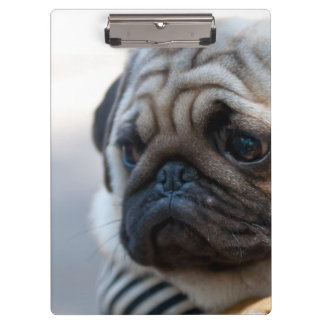 Cute Pug Face Closeup Klembord