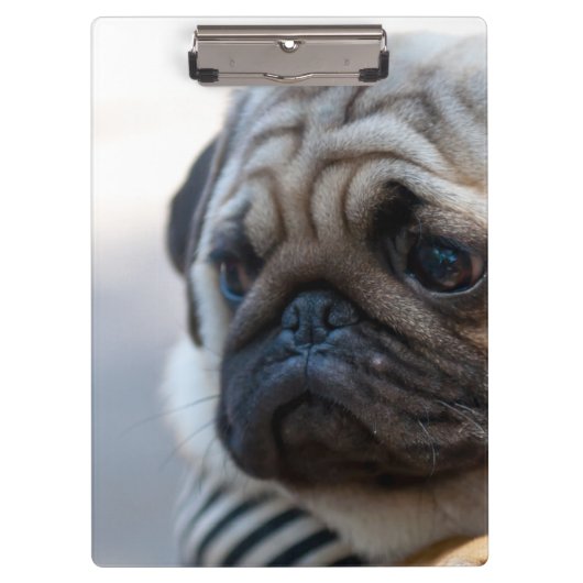 Cute Pug Face Closeup Klembord (Voorkant)