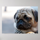 Cute Pug Face Closeup Poster (Voorkant)