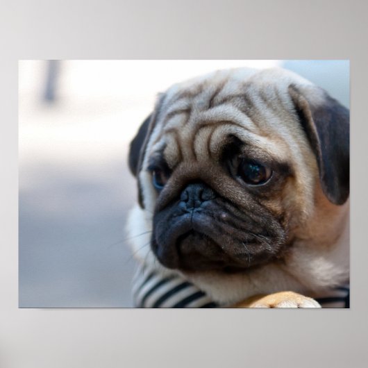 Cute Pug Face Closeup Poster (Voorkant)