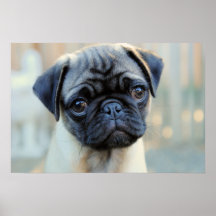 Cute Pug Mok Poster