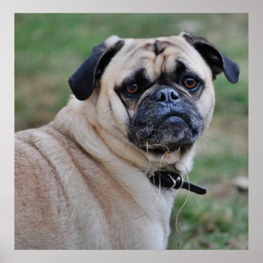 Cute Pug Poster (Voorkant)