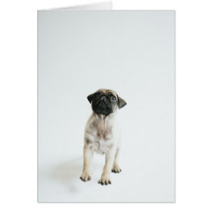 Cute Pug Puppy