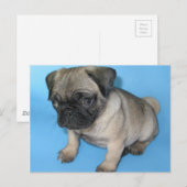 Cute Pug Puppy Briefkaart (Voorkant / Achterkant)