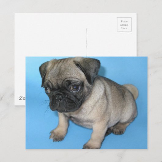 Cute Pug Puppy Briefkaart (Voorkant / Achterkant)